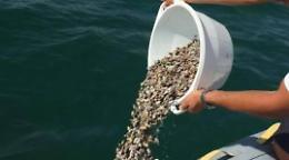 Nettuno, nuovo sequestro di telline fra i banchi del mercato