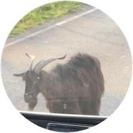 Caprone a spasso in via Appia, disagi per la viabilit&agrave;