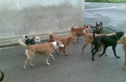 Assalita e azzannata da un cane randagio, disavventura in viale Nervi