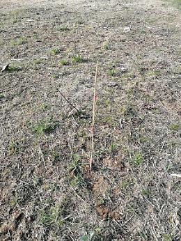 Comune senza &laquo;pollice verde&raquo;, piantati 160 alberi nel terreno gi&agrave; secco