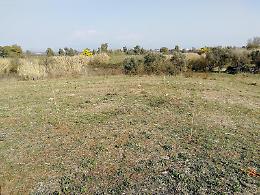 Alberi piantati nel terreno secco, il Comune corre ai ripari
