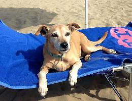 A Latina arriva la prima Bau beach, spiaggia dedicata ai cani