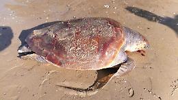 Caretta Caretta di 40 kg ritrovata morta sulla spiaggia di Formia