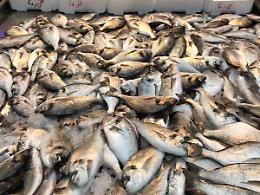 Surriscaldamento del mare, forti timori per il settore della pesca