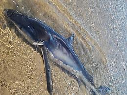 Squali sulle spiagge, colpa del mare caldo