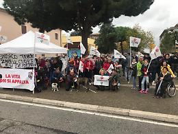 Canile comunale trasferito fuori città, da oggi i randagi a Latina