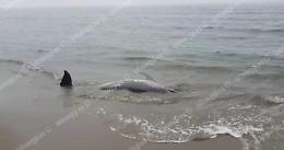 Un delfino morto è stato ritrovato spiaggiato sul lungomare di Latina