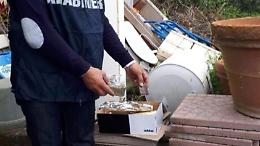 Gli trovano 3 etti di hashish in casa, arrestato un apriliano