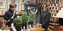 Tre piante di canapa indiana in casa, arrestata una 40enne