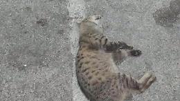 Gatti uccisi con il veleno in via Atratina, rabbia e indignazione a Gaeta