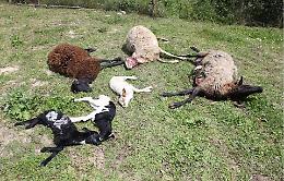 Un lupo fa strage di pecore e agnelli nelle campagne di Minturno