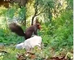 Raro avvistamento ai Giardini di Ninfa: uno scoiattolo costruisce la sua tana
