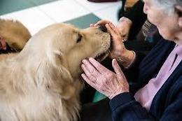 Pet Therapy: la nuova iniziativa dell'ospedale dei Castelli