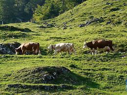 Coldiretti, Transumanza Aurunca tra tradizione e folklore