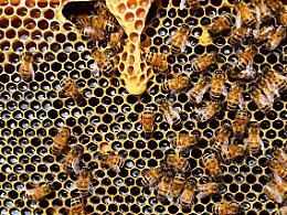 Api come indicatore della biodiversità, le iniziative nel Parco nazionale