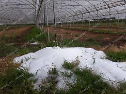Danni della grandine, un tavolo verde per gli agricoltori