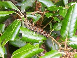 Infestazione di bruchi di Lymantria dispar su Monte Orlando