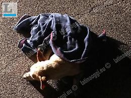 Cane investito da un'auto pirata, salvato da una coppia e un metronotte