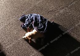 Cane investito da un'auto pirata, salvato da una coppia e un metronotte