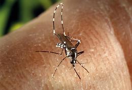 Chikungunya ad Aprilia, accertato un caso su una persona rientrata dal Brasile