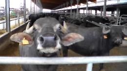 Filiera bufalina strategica per il settore agroalimentare