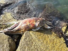 Terracina, delfino morto da giorni sugli scogli: la segnalazione