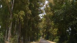 FdI: "Fasce frangivento: alberi pericolosi, Coletta intervenga"