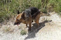 Appartamento distrutto dal fuoco, il cane Kira si è salvato sul balcone