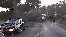 Grosso ramo crolla in strada, colpite due auto. Ferita una bambina