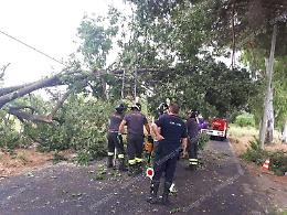 Albero si abbatte sulla strada in via Lunga