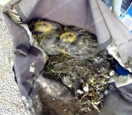 Via Bonn, uccellini abbandonati in mezzo ai rifiuti