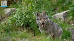 Lupi «ibridi» nel parco Aurunci: i risultati degli esami del Dna