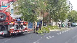 Albero si spezza in centro, disagi in tutta la città per il maltempo