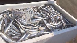 Vendono il pesce in spiaggia, lo scandalo sul web