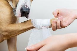 Lega il cane all'auto e lo trascina: denunciato un medico