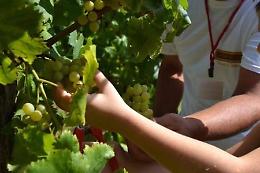 Festa dell'Uva e dei Vini di Velletri, il Comune a caccia di sponsor