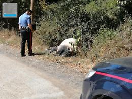 Ritrovati due bovini adulti abbattuti e abbandonati in strada: indagini a Norma