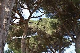 Latina, chiusa la strada Acciarella per alberi pericolanti