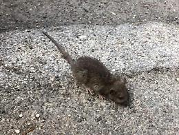 Topi a "passeggio" per le strade del centro di Aprilia
