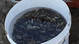 Vende abusivamente vongole in spiaggia, maxi multa da 1000 euro