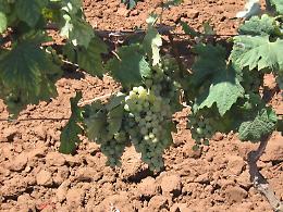 Tutto pronto: domani ci sarà il Nettuno Wine Festival