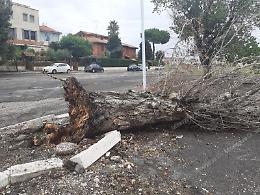 Maltempo ad Aprilia, albero cade in via Scarlatti
