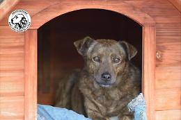 Canile municipale di Latina, Amici del Cane si aggiudica l'appalto