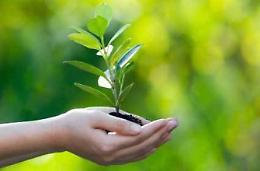 Itri, tornano gli alberi dove erano "spariti": disposta la piantumazione