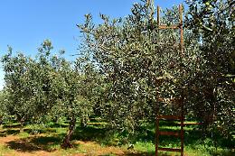 Velletri, cade dall'albero mentre raccoglie le olive