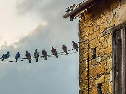 Bassiano, guerra ai piccioni: ecco le nuove iniziative