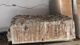Ardea, l'archivio storico del Comune custodito... dai piccioni!