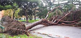 Pioggia intensa tutta la notte, cade un albero al parco Falcone e Borsellino