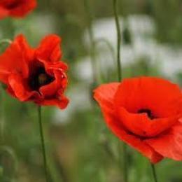 “Remembrance day” al Matteotti di Aprilia