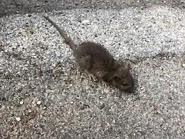 Problema ratti in paese, interviene il consigliere Lauretti